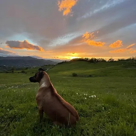 Fuoridicampo Rossa Roncovetro