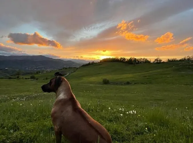 Fuoridicampo Rossa Roncovetro